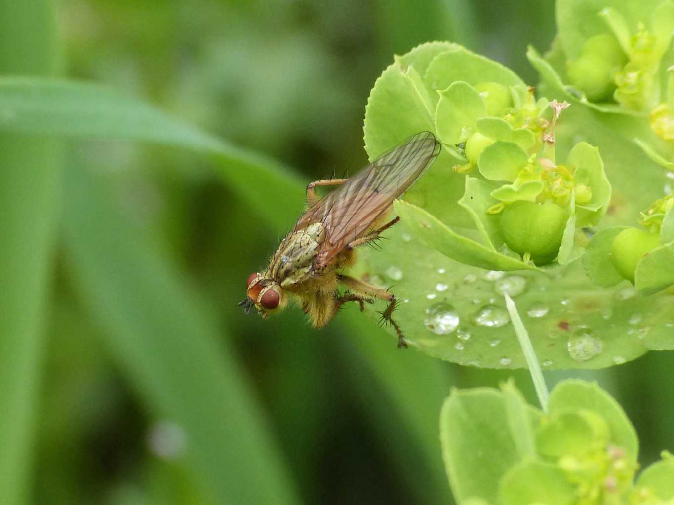 Scatophaga stercoraria (maschi e femmine?)